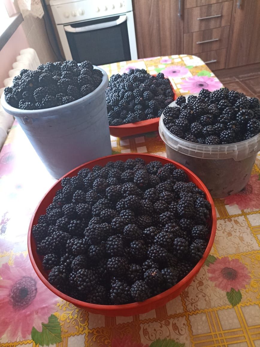 Продам ежевику со своего огорода