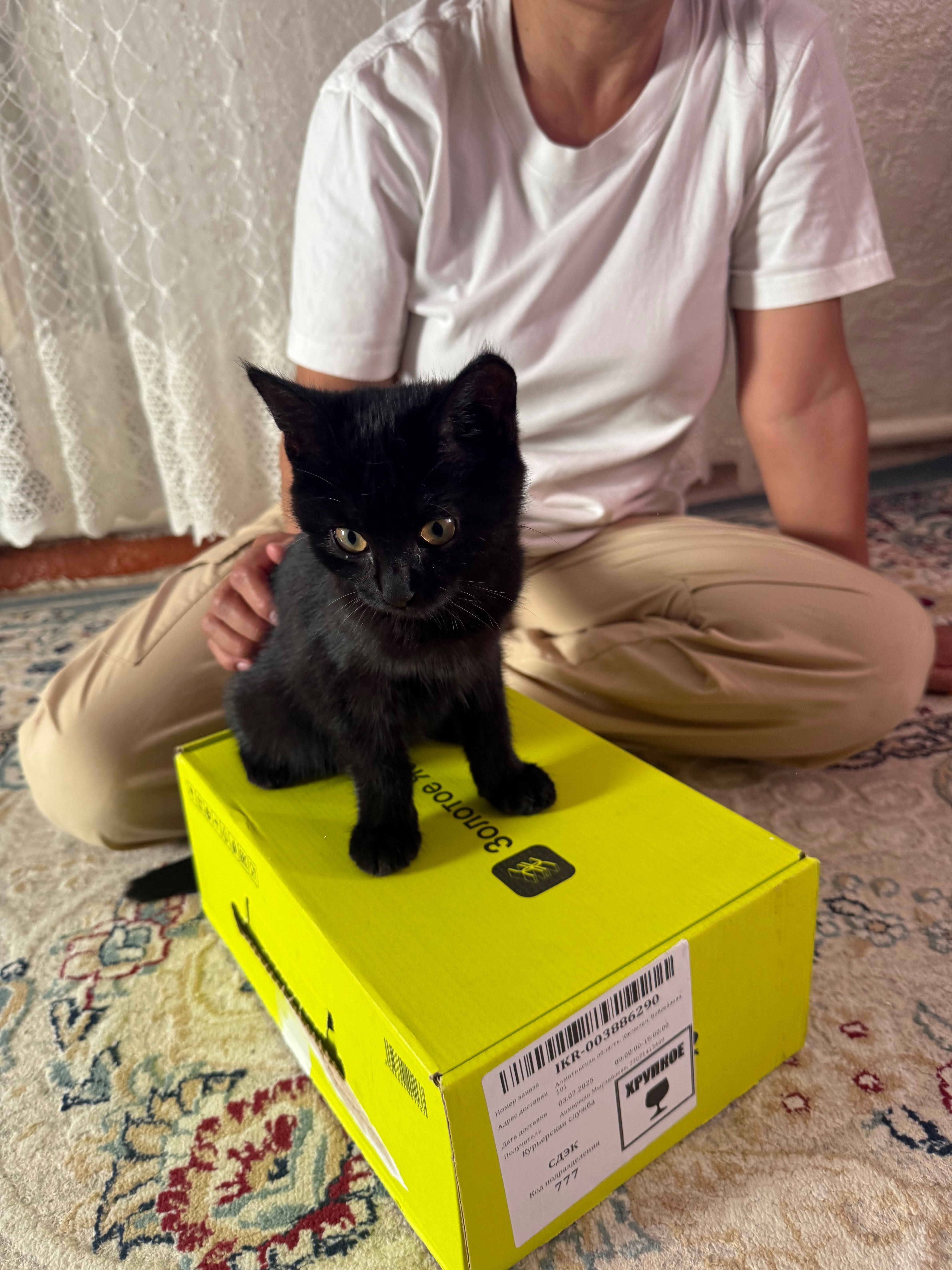 Кошки  девочка и мальчик