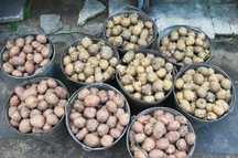Продам семенной картофель