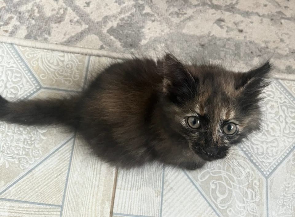 Котенок милый и пушистый в добрые руки