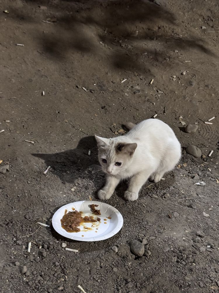 Найден Белый Котик