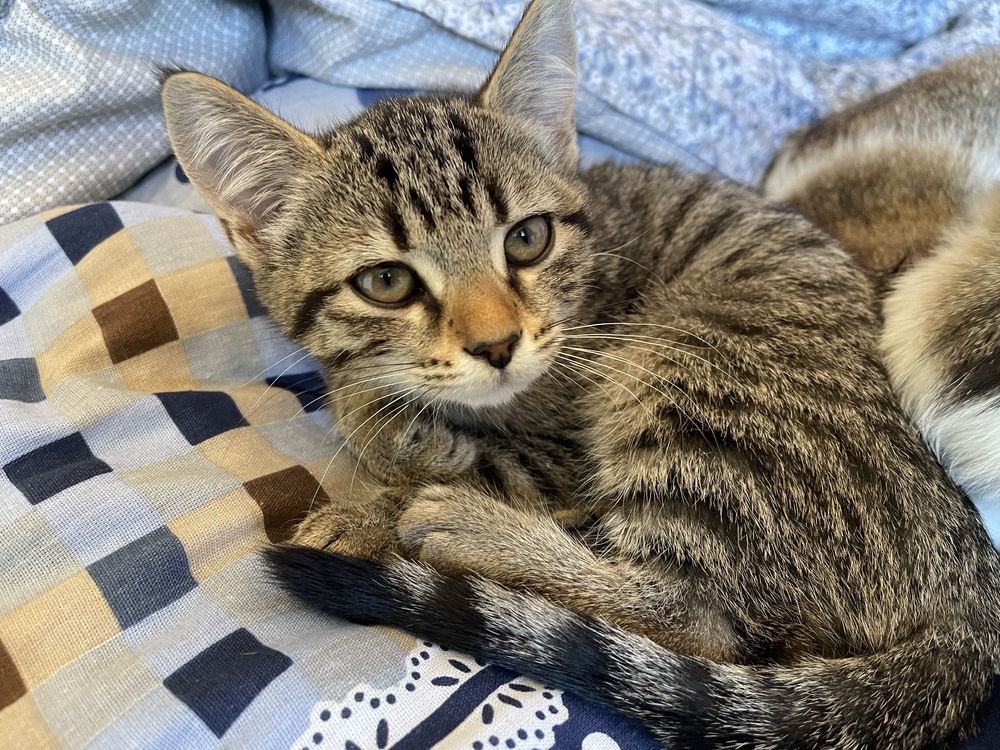 Котята даром 3 месяца
