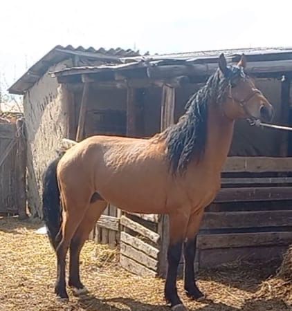 Продам лошадь жеребец 5 лет. Торг на месте