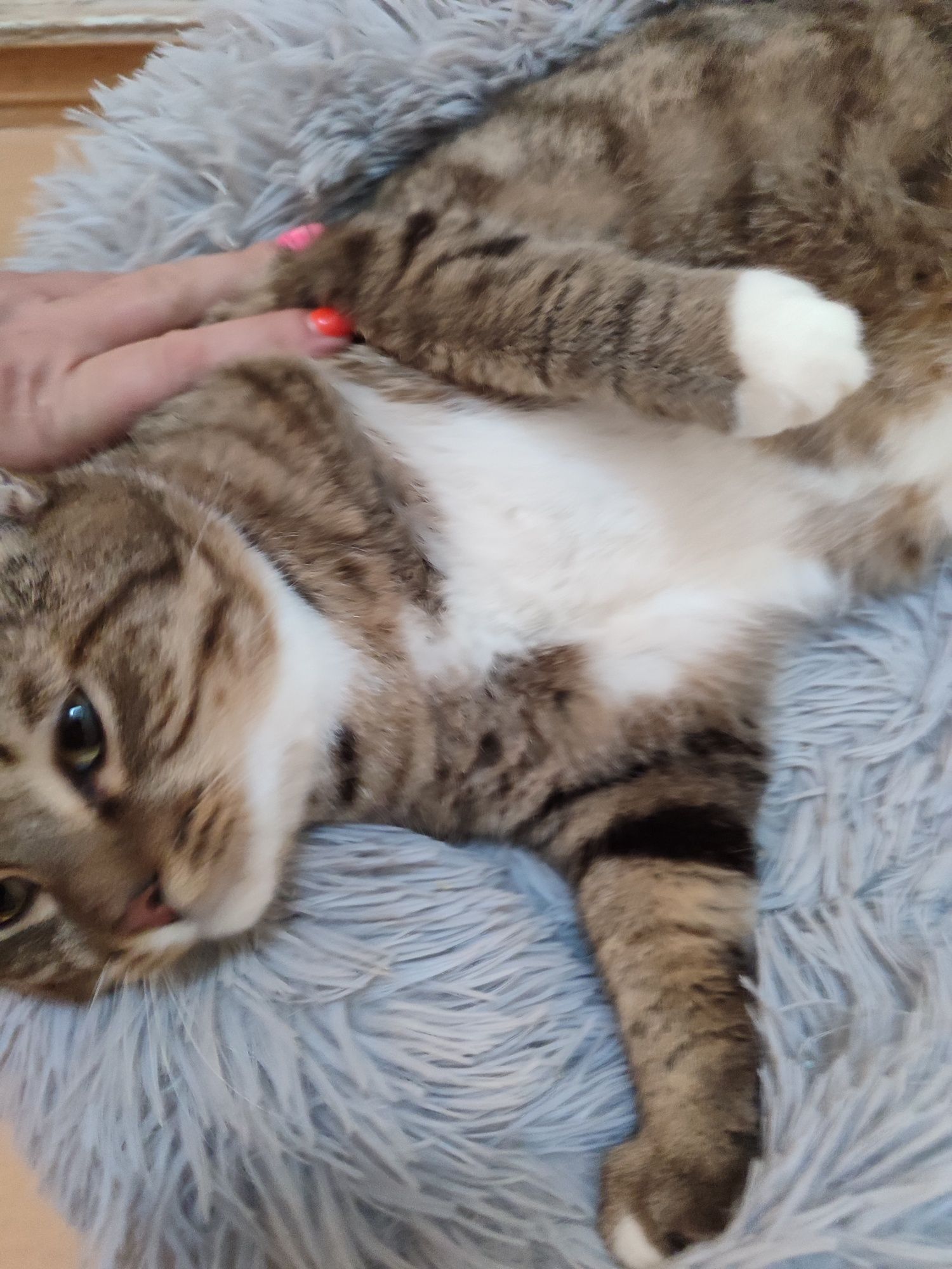 Очаровательный котик Тимур ищет дом.