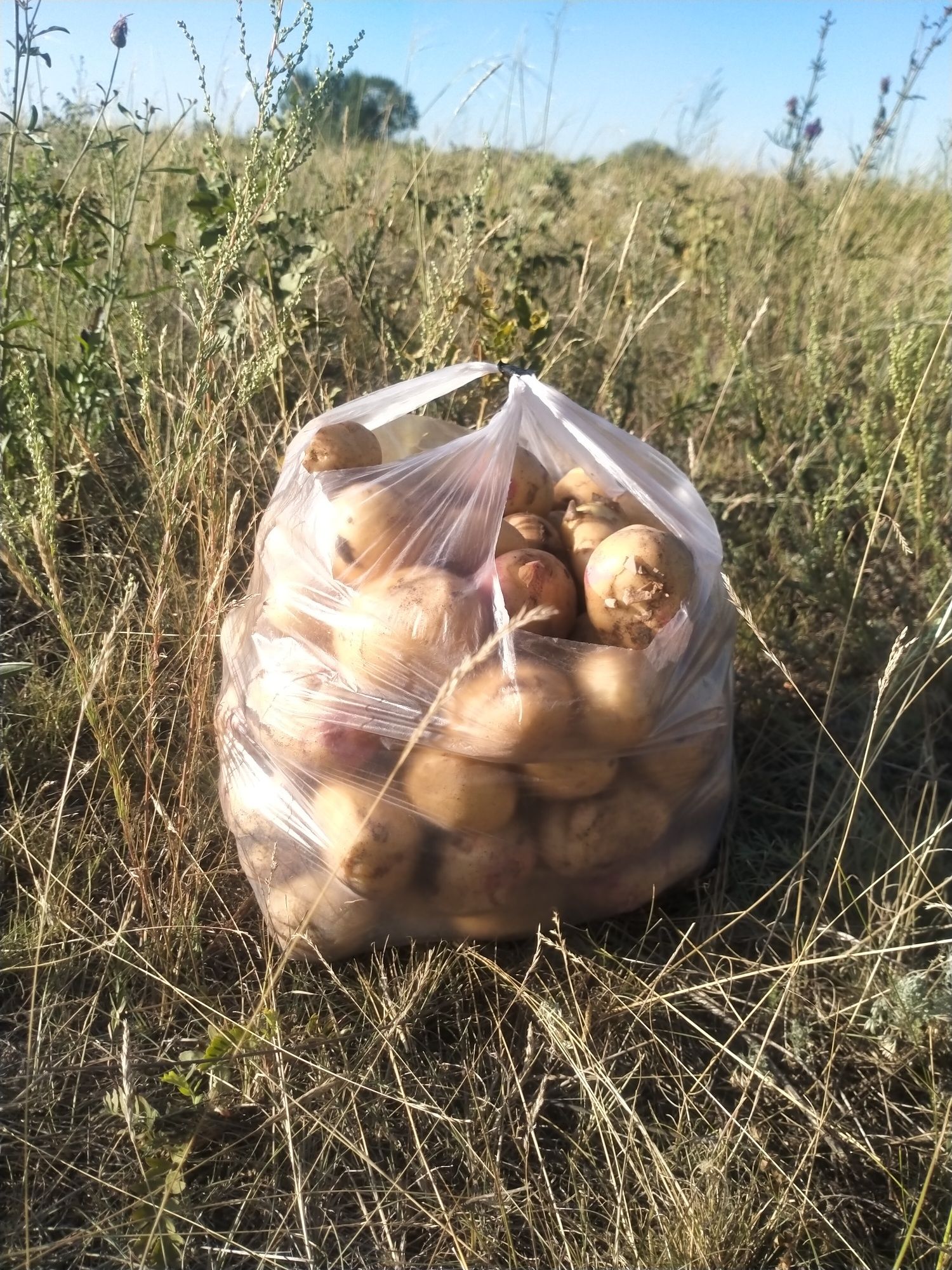 Продам картофель местный