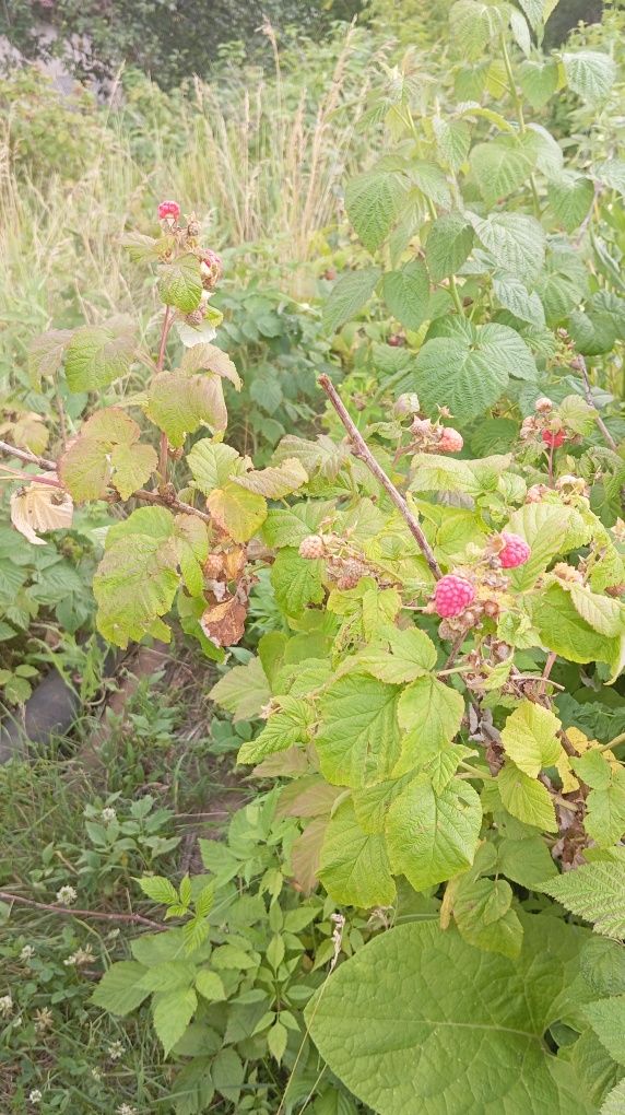 Продам дачную малину