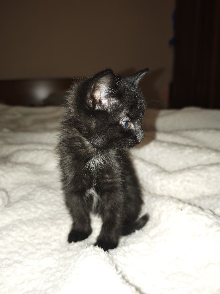 Котята мальчик и девочка
