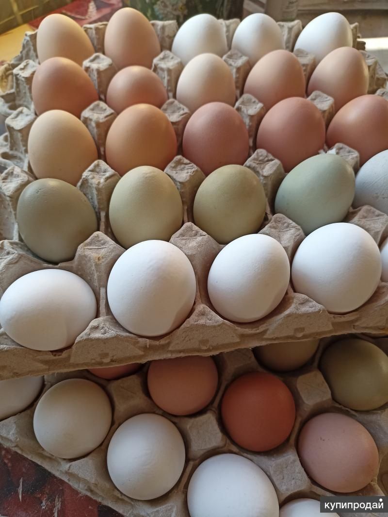 Домашнее яйцо куриное