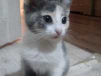 Котёнка МИЛИ бесплатно
