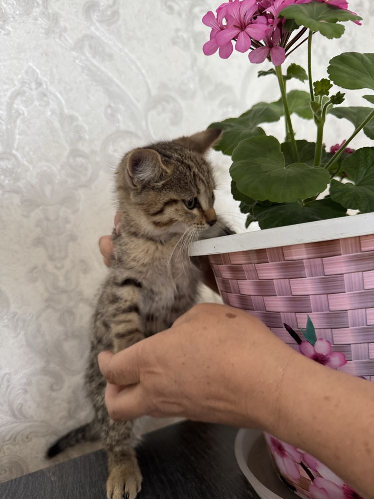 Отдам в добрые руки котёнка-девочку, 4 месяца