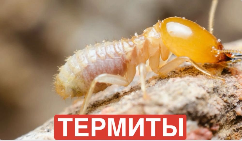 Обработка от клопов, термитов и тараканов