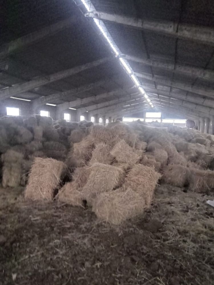 Продам сено в тюках люцерна