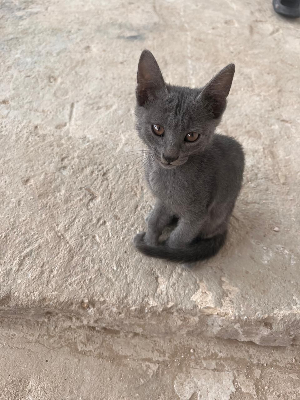 Котенки. Маргаулар.