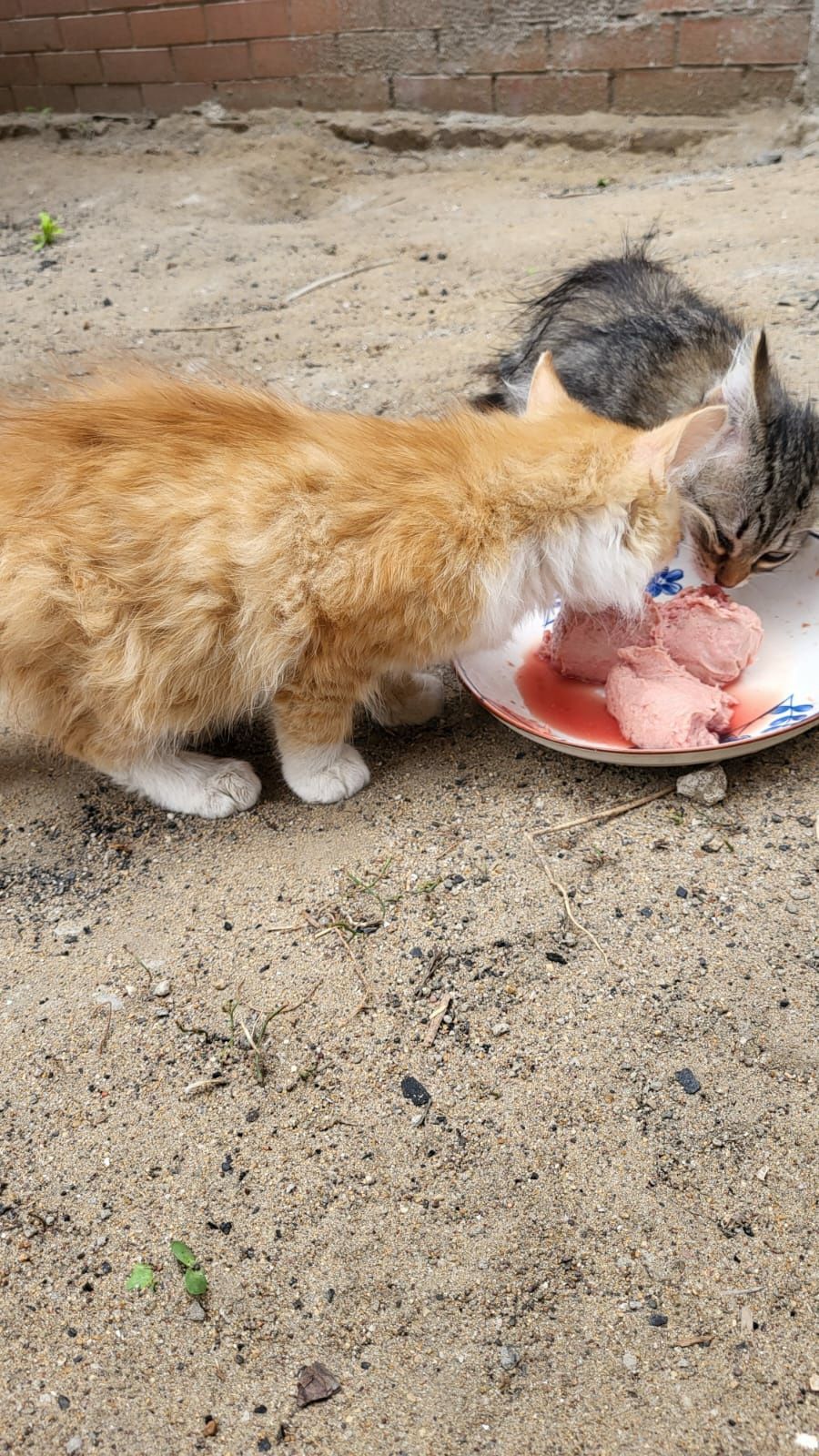 Желтый пушистый котенок мальчик