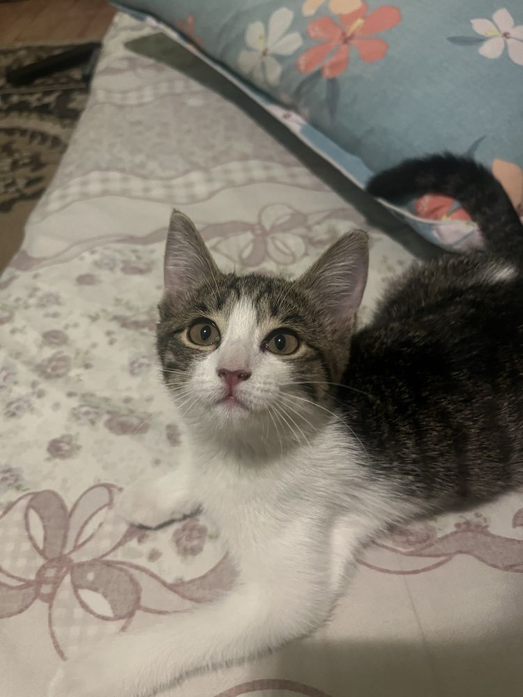 котенок в добрые руки