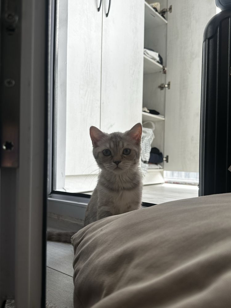 Котенок шотландская вислоухая