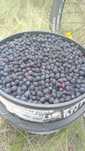 Продам  вкусную  иргу