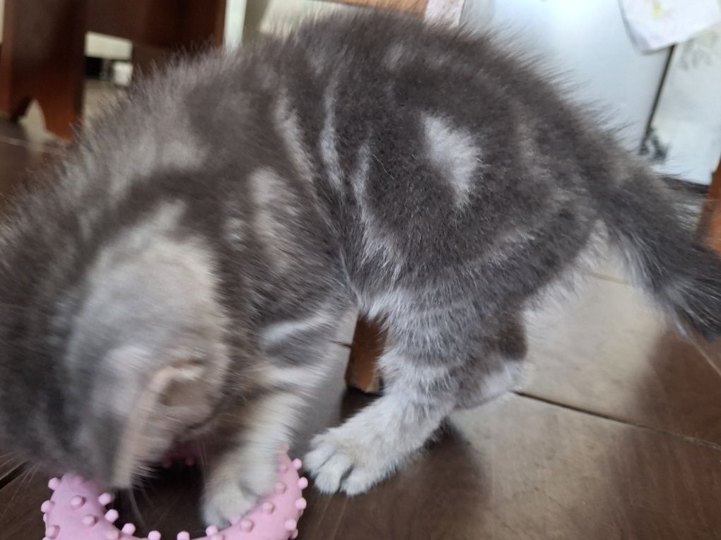 Котята скотиш страйт