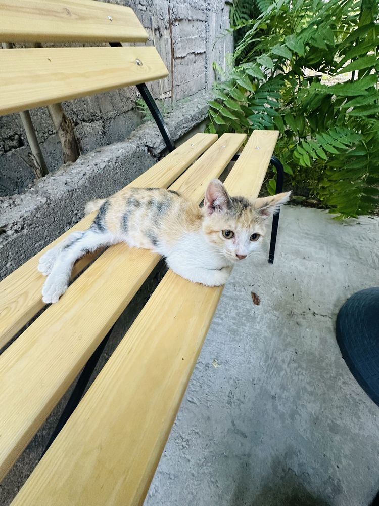 Отдам котят в добрые ручки