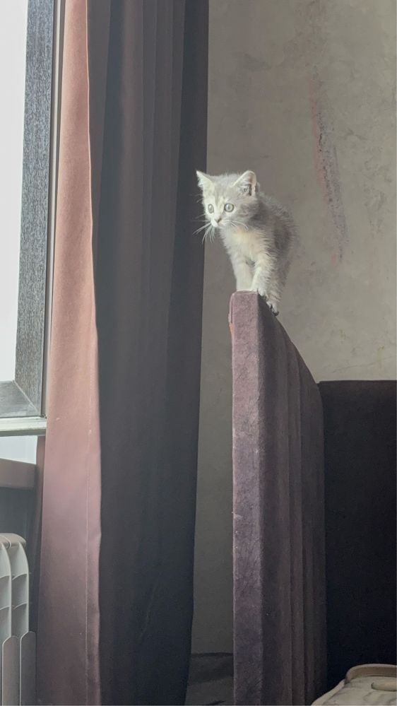 котенок отдам бесплатно