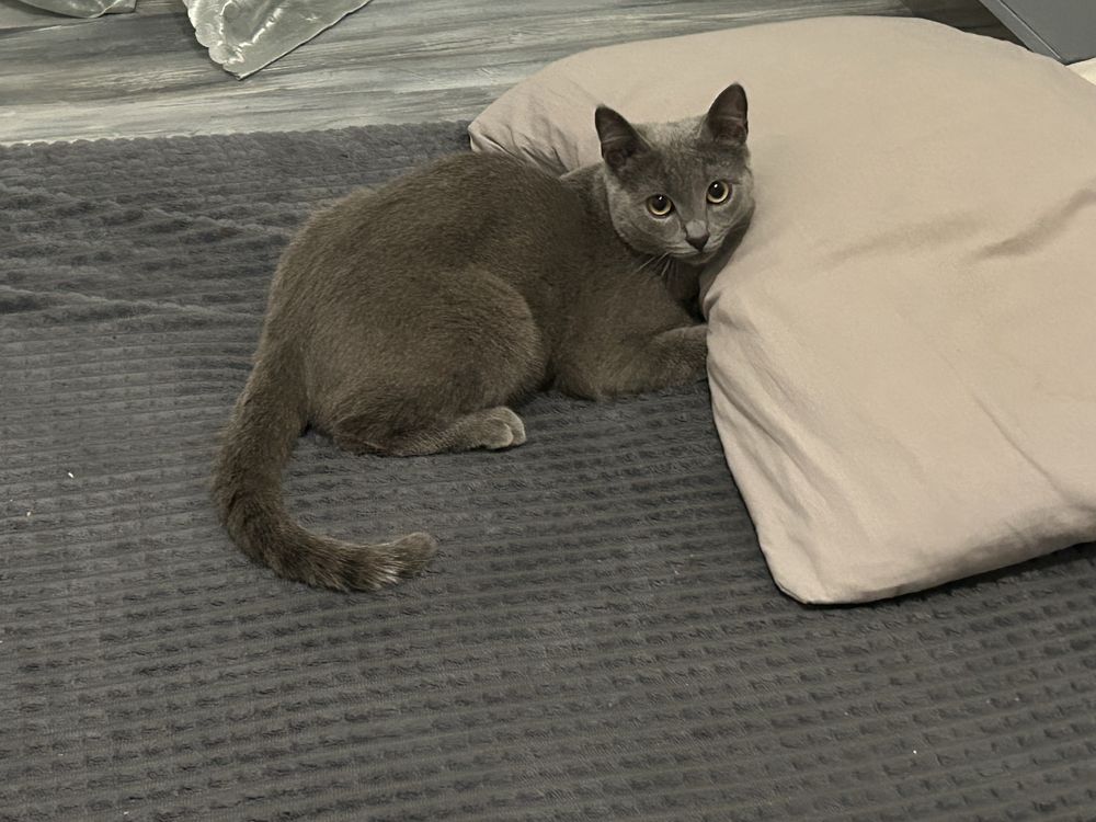 Котик подростк в добрые руки