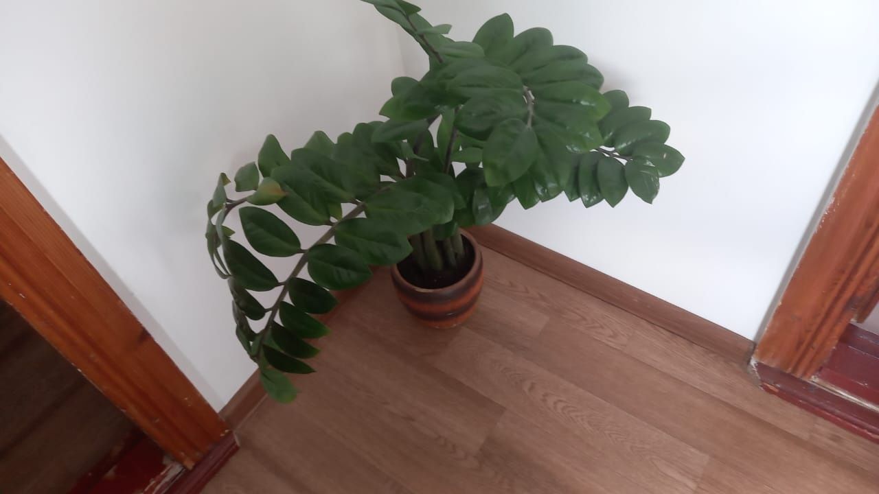 Продам долларовое дерево, алоэ, женское счастье