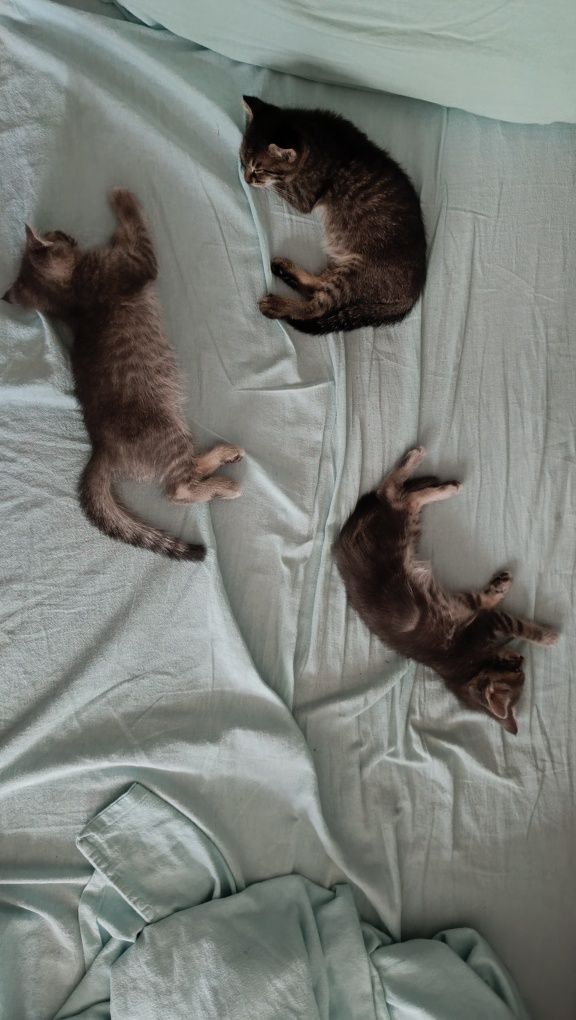 Котята ищут семью