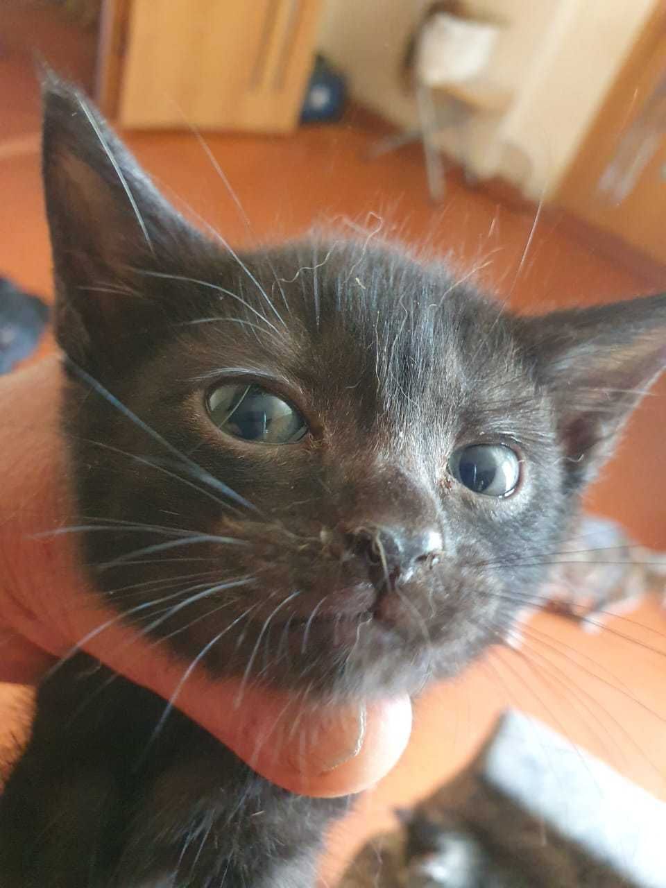 Котята домашние . Бесплатно .