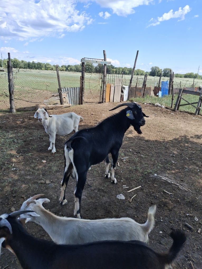 Продам или поменяю козёл