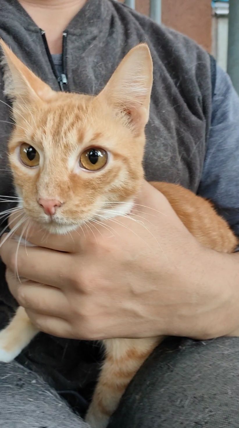 Кот, котенок подросточек, кастрирован