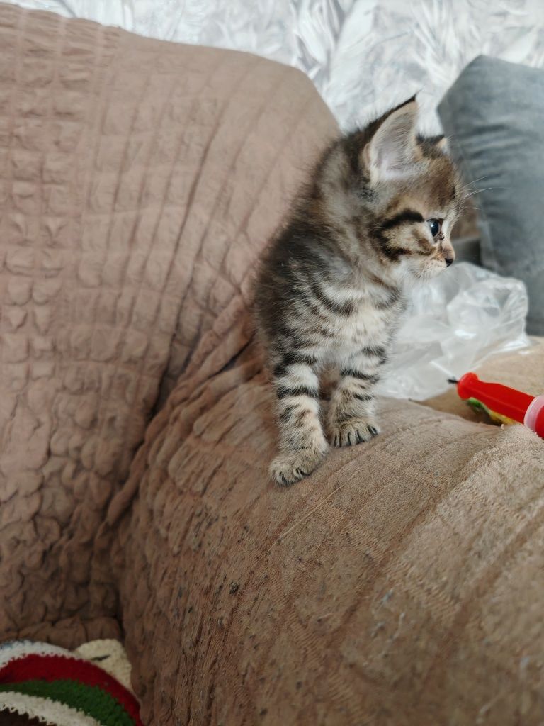 Отдам котят бесплатно