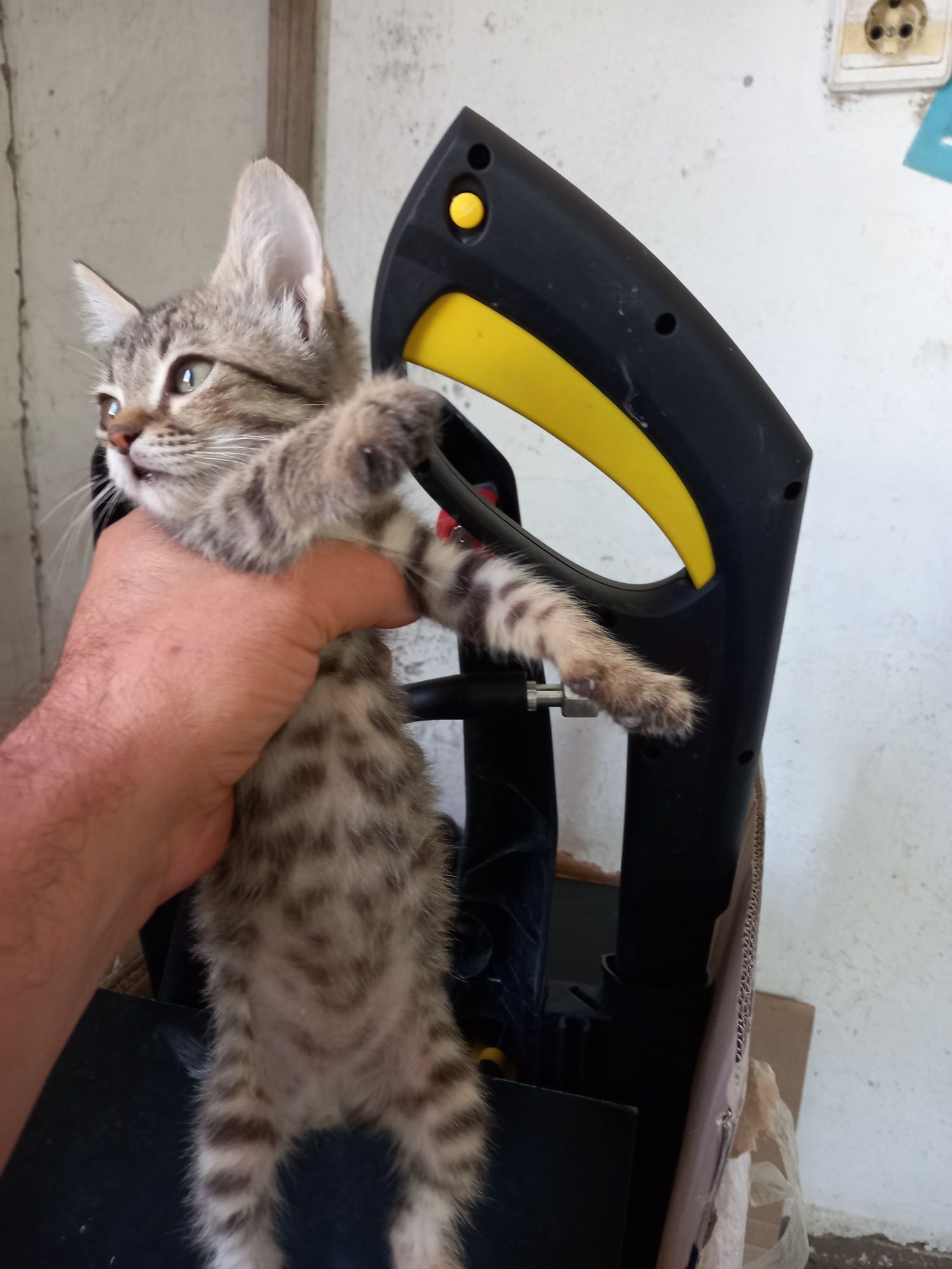Бесплатно Котёнка в добрые руки