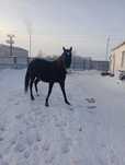 Продам молрдую кобылу