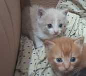 Продаю котят.помесь с бретанской