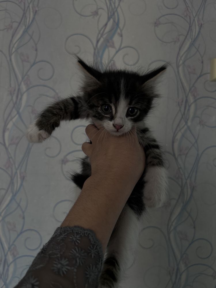 Отдам котят в добрые руки