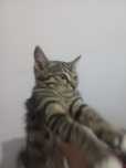 4 котят приучены к лотку