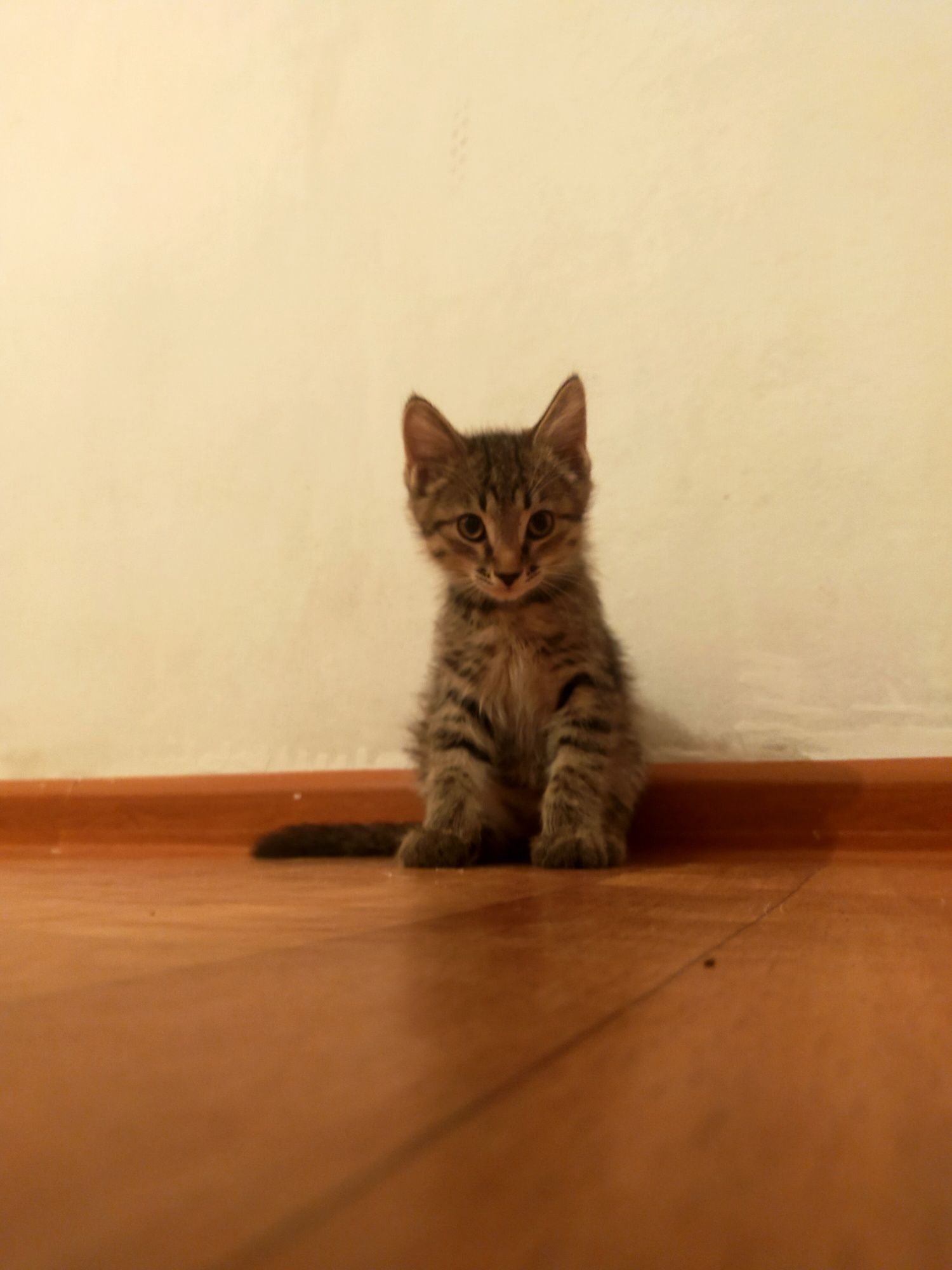 Кошка отдам в добрые ,ответственные руки .