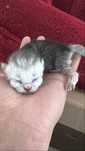 Котенок Британская Шиншила