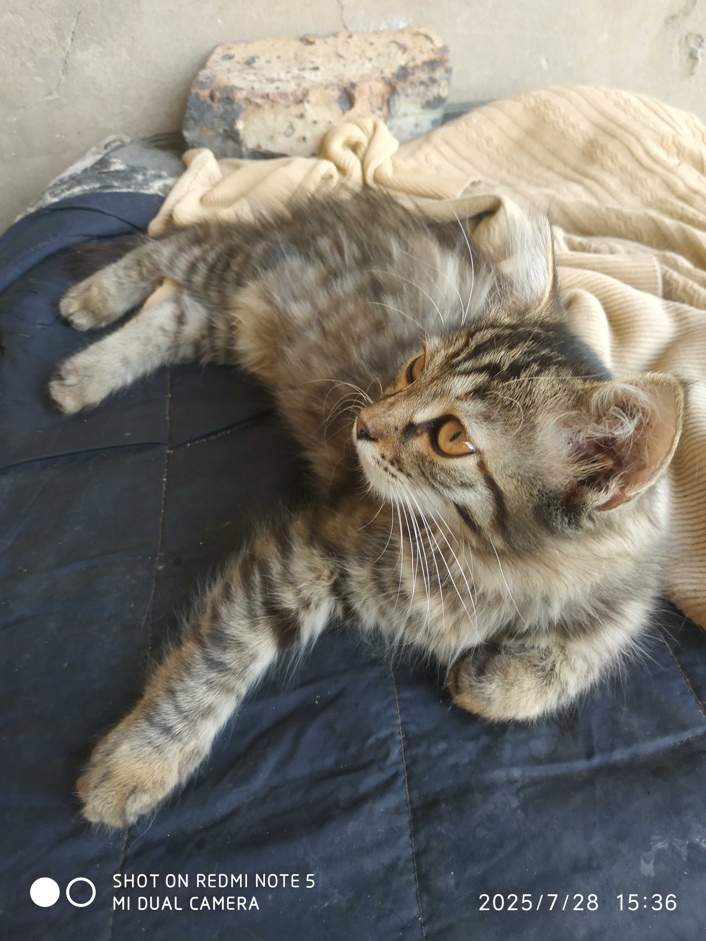 Отдам бесплатно котят