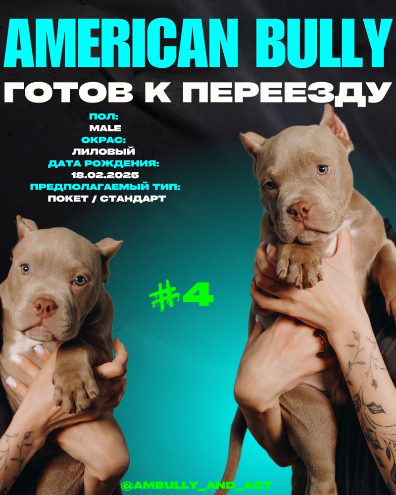 Щенки американский булли
