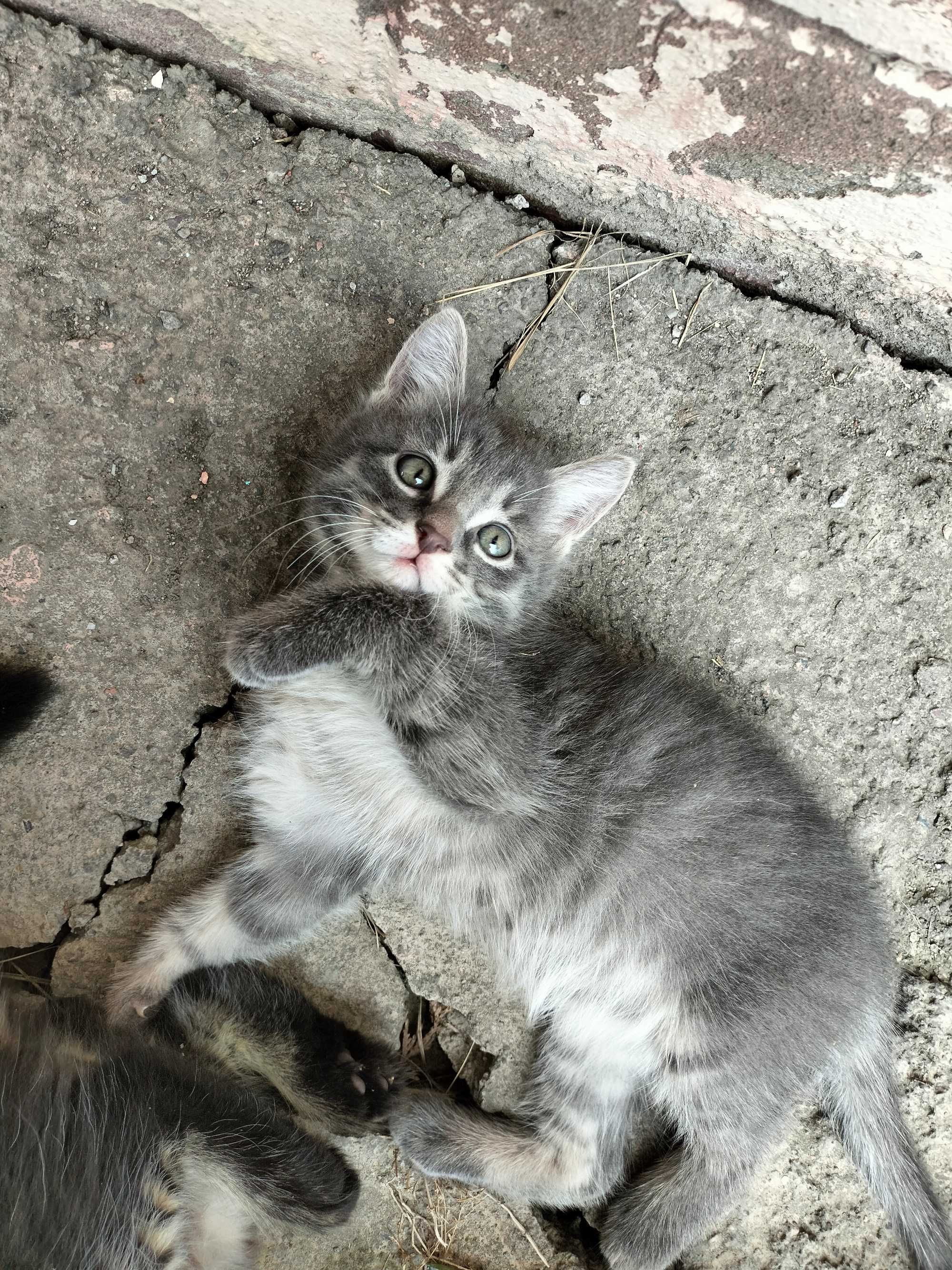 Котята бесплатно