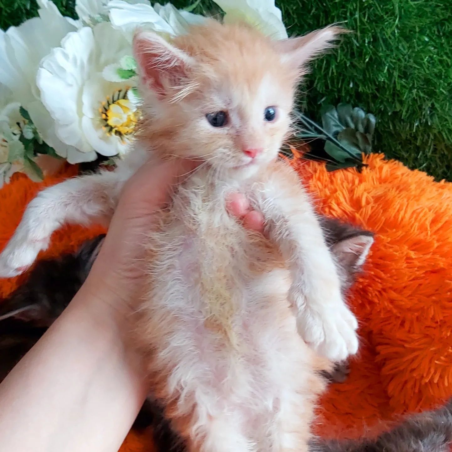 Мейн - Куны !!! Большой ВЫБОР котяток