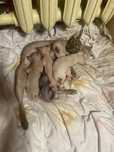 Резерв котят сфинксов