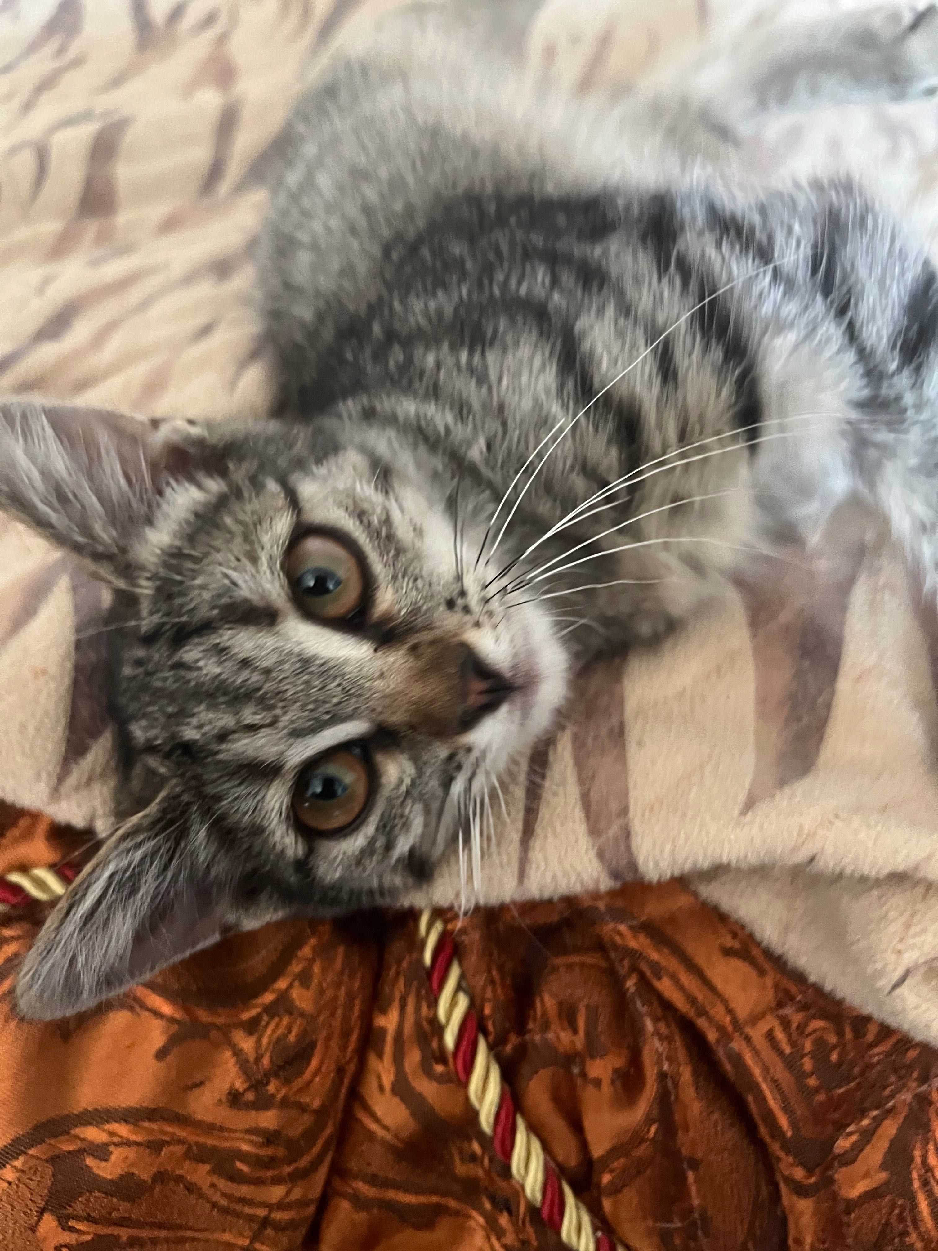 Котенок девочка в добрые руки