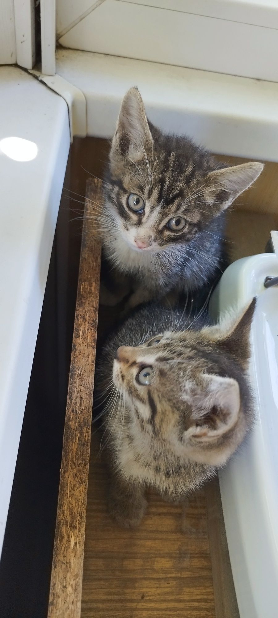 Котята, около 1.5 месяцев