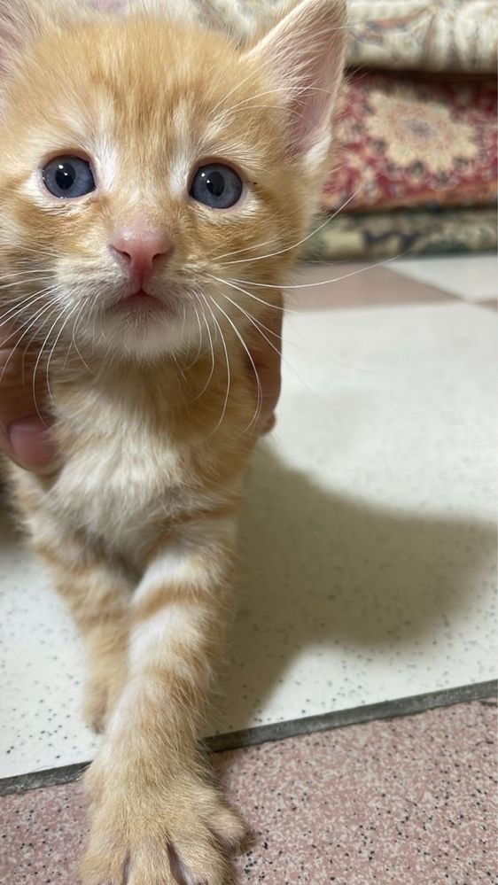 Отдадим котят в добрые руки