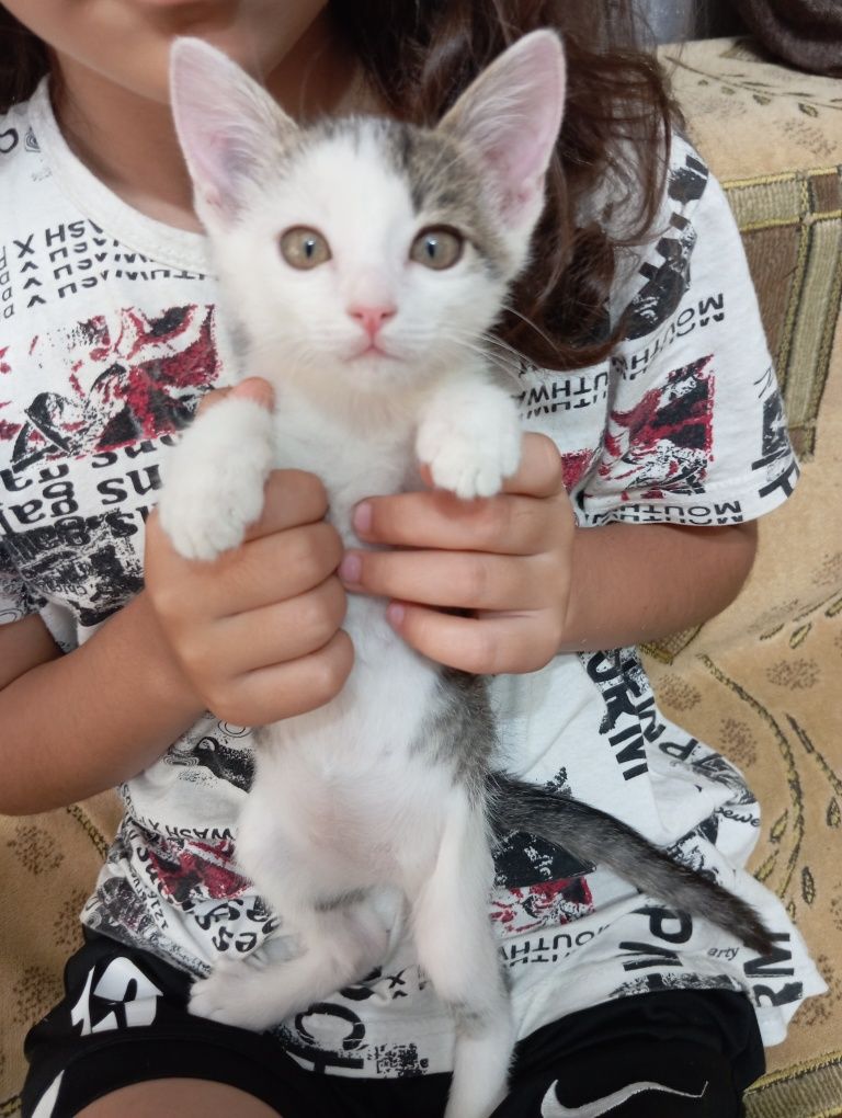 Отдам котенка мальчика в добрые руки 2 месяца
