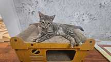 Котёнок стерелизованный