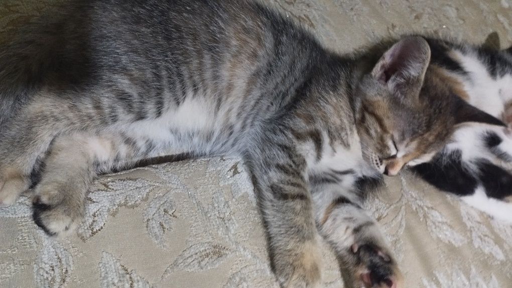 Отдам хорошеньких котят