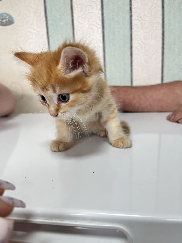 Отдам котят в добрые руки